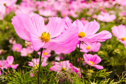 fiori di campo