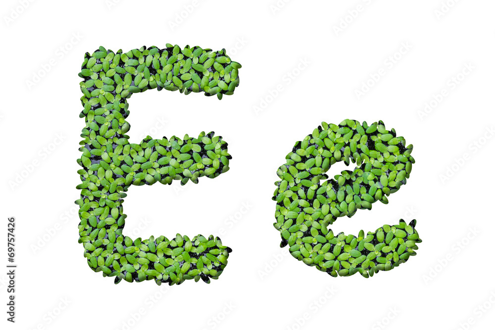 Duckweed alphabet letters Duckweed alphabet letters