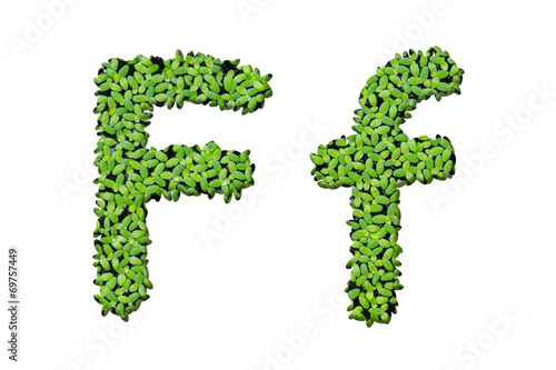 Duckweed alphabet letters "F" isolated on white background