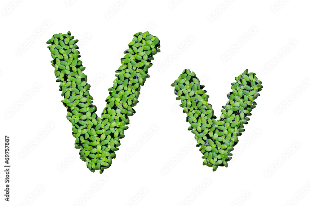 Duckweed alphabet letters Duckweed alphabet letters