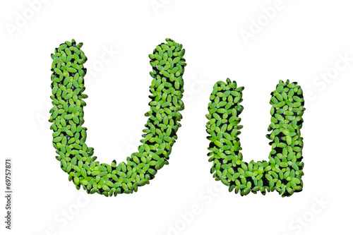 Duckweed alphabet letters  U  isolated on white background