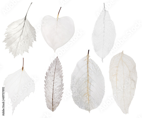 set of seven light leaf skeleton isolated on white