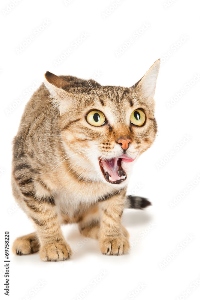 Fototapeta premium Cat licks her lips looking up