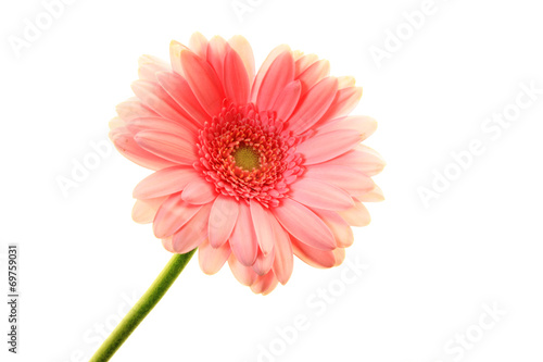 Pink Gerbera