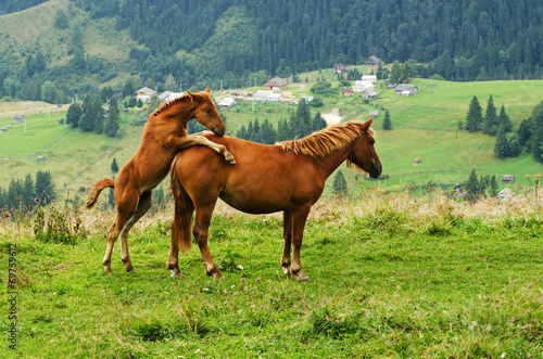 Bay horses playing in the mountains