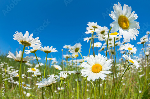 фотографія Daisies on the lawn in the morning dew