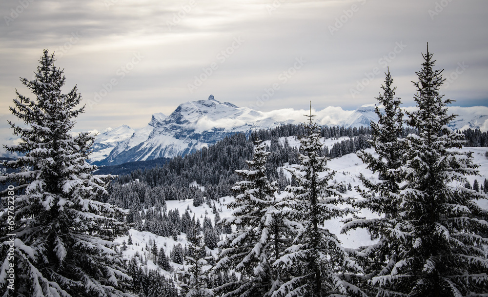 Fototapeta premium Mountain landscape with christmass trees covered with snow.