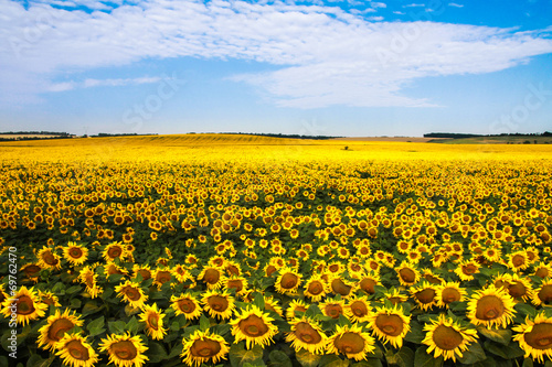 Wallpaper Mural Sunflower field Torontodigital.ca