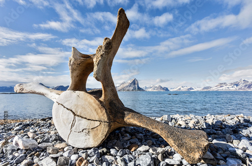 Old whale bone on the coast of Spitsbergen, Arctic