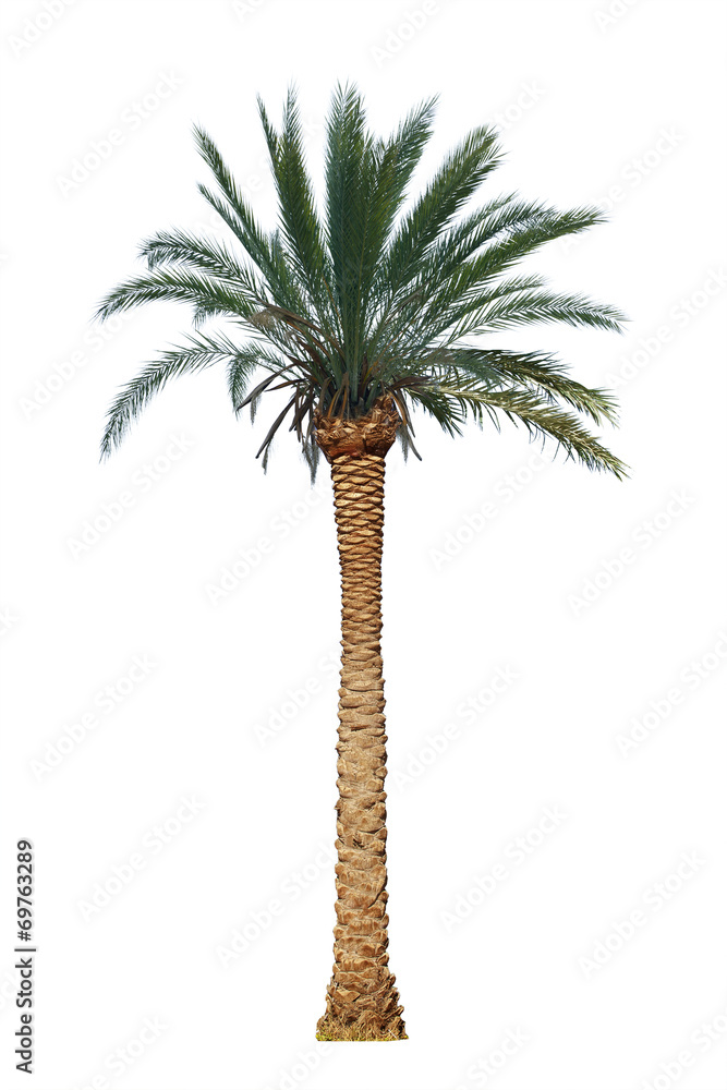 Naklejka premium palm tree isolated