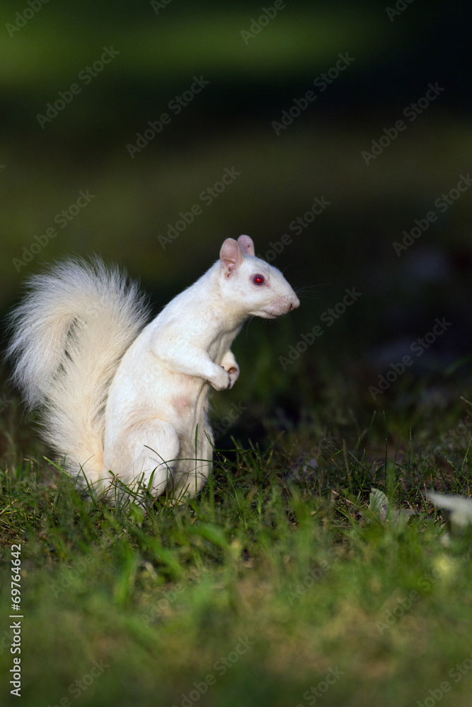 White squirrel in Olney White squirrel in Olney