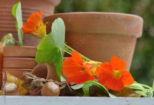 capucine parmi pots de fleurs