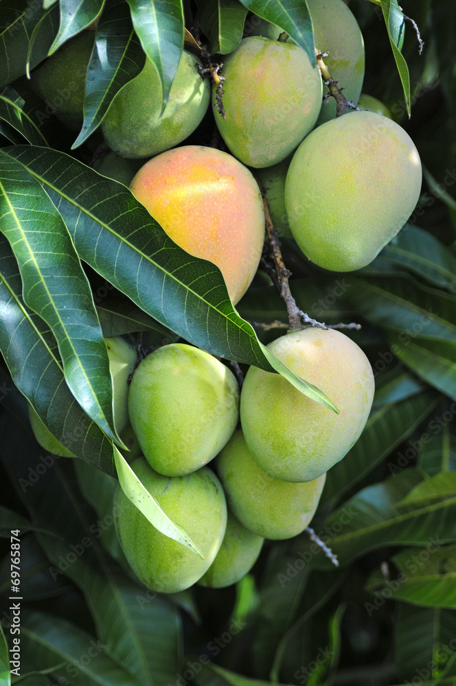Ripe mangos on a tree.
