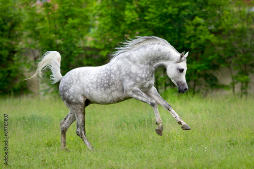 Arabian horse runs gallop on green background