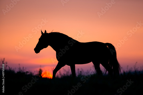 Horse silhouette on sunrise background © Alexia Khruscheva