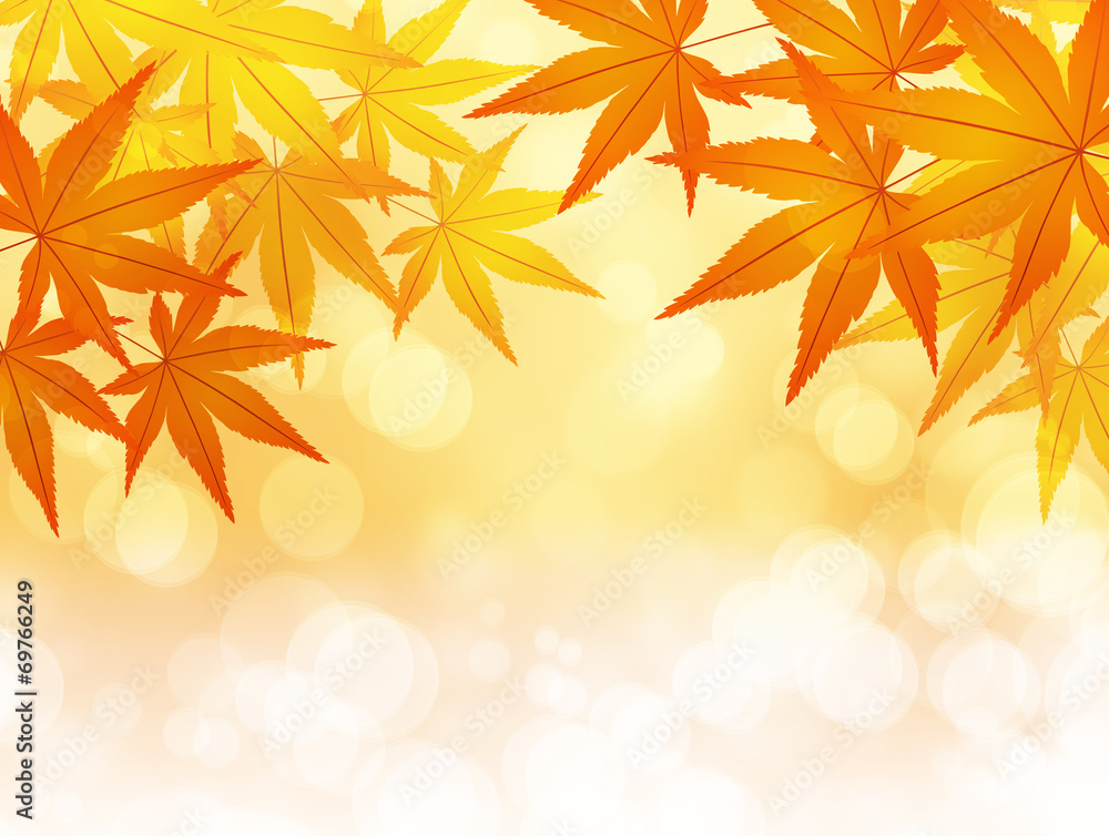 Autumn maple leaves Autumn maple leaves