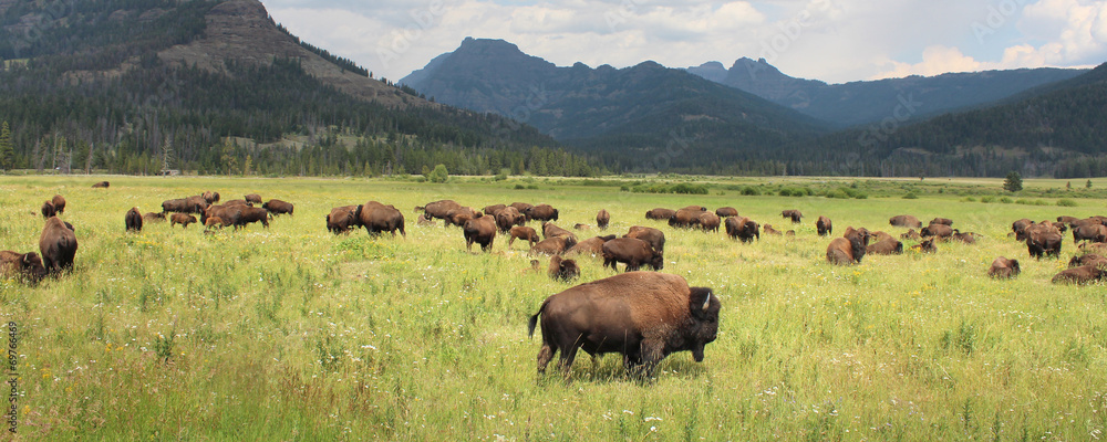 Naklejka Bisons - Park Narodowy Yellowstone
