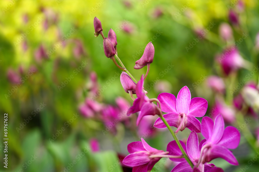 Pink orchids Pink orchids