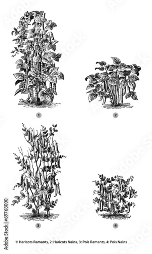 Pois et Haricots