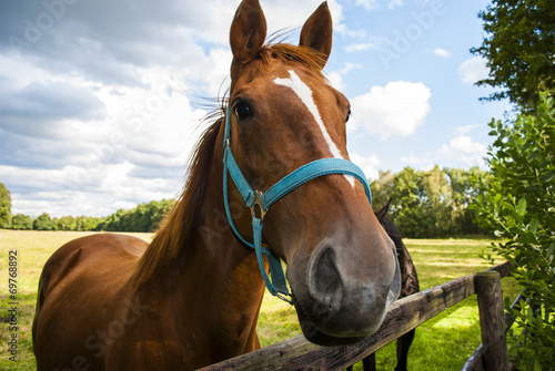 Horse (animal head)