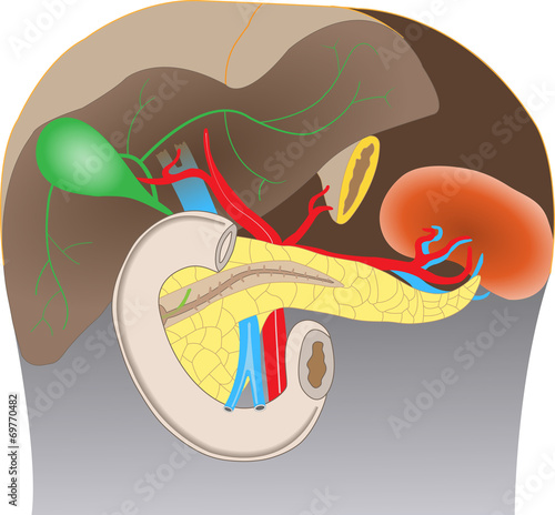 Bauchspeicheldrüse und benachbarte Organe