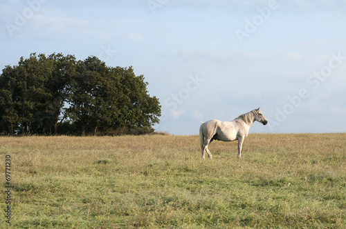 Fototapeta Naklejka Na Ścianę i Meble -  Lonely spotted horse on blue sky background