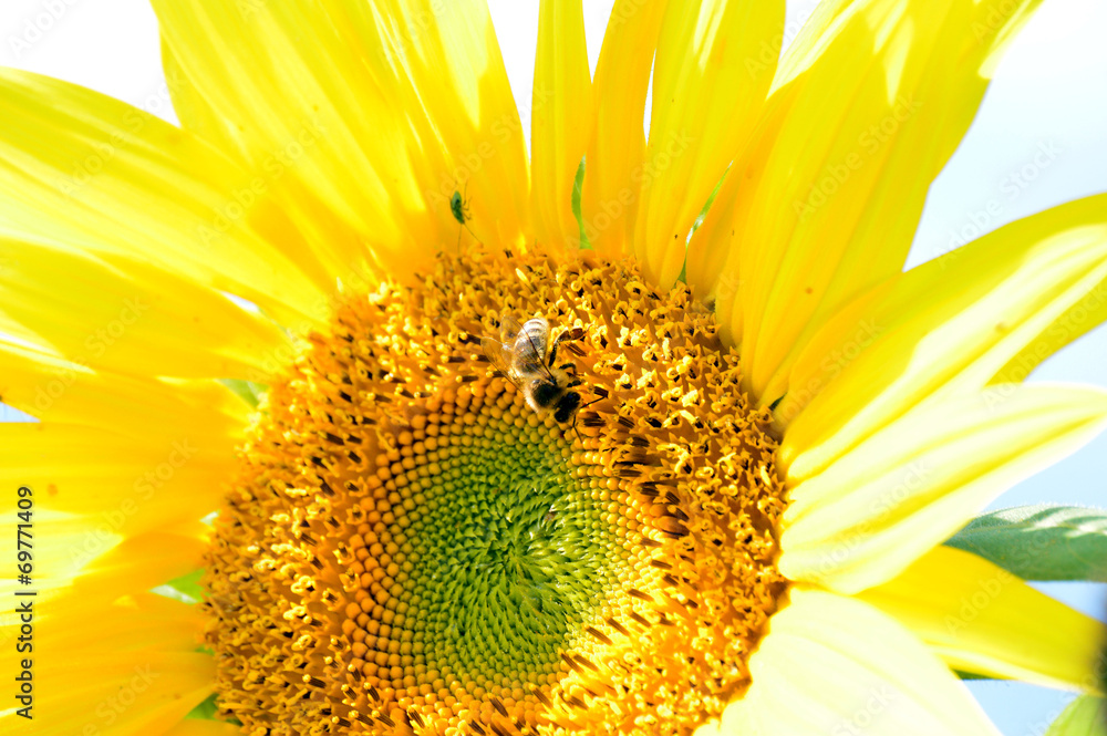 Naklejka premium Biene auf einer Sonnenblume