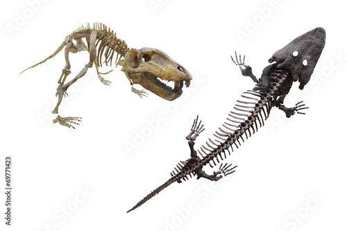 dinosaur's skeleton © Dmitry Vereshchagin