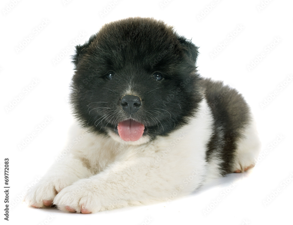 Fototapeta premium puppy american akita