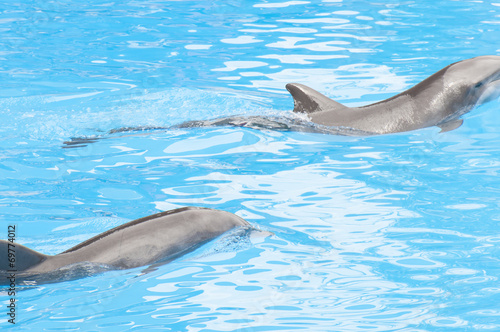 dolphins swimming