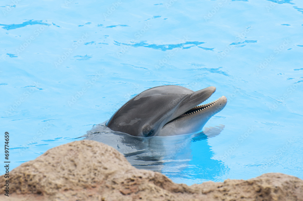 Obraz premium dolphins swimming