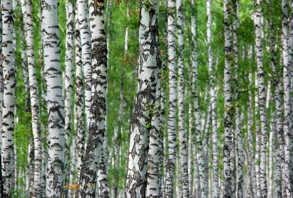 nice summer birch forest background nice summer birch forest background