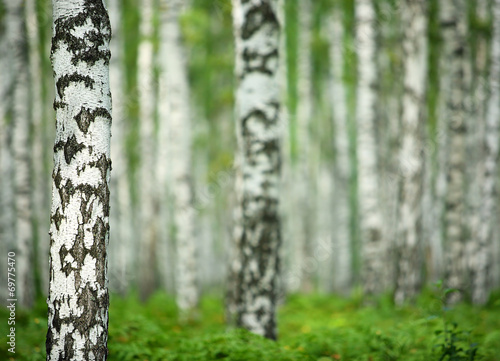 Fototapeta Naklejka Na Ścianę i Meble -  nice summer birch forest