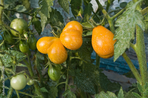 Organic yellow heart shape Cherry tomatoes in the garden photo