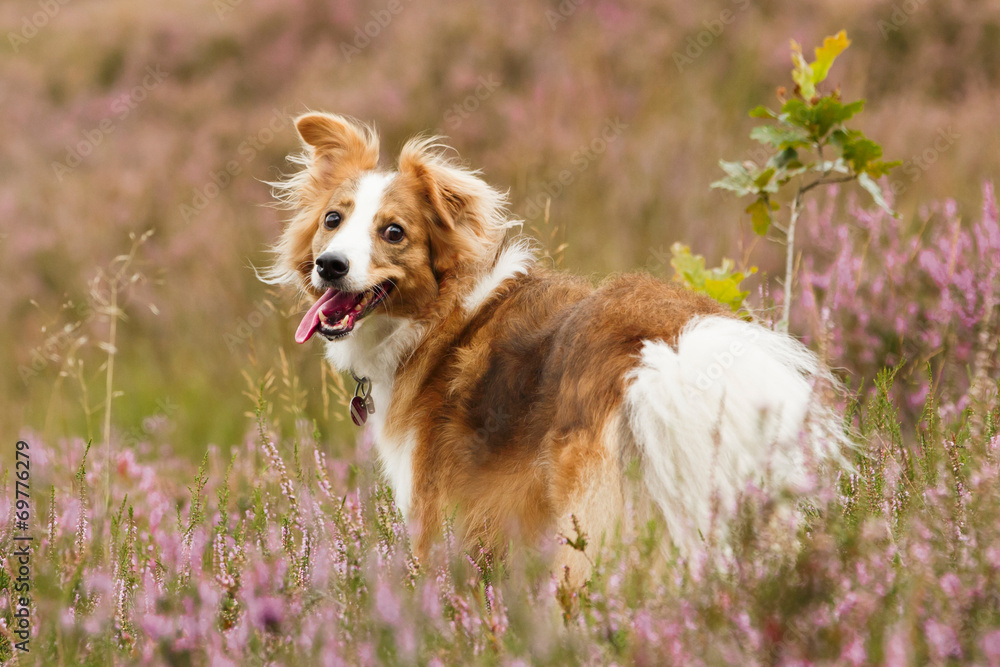 Collie in Heide Collie in Heide