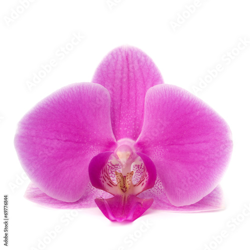 Single orchid flower