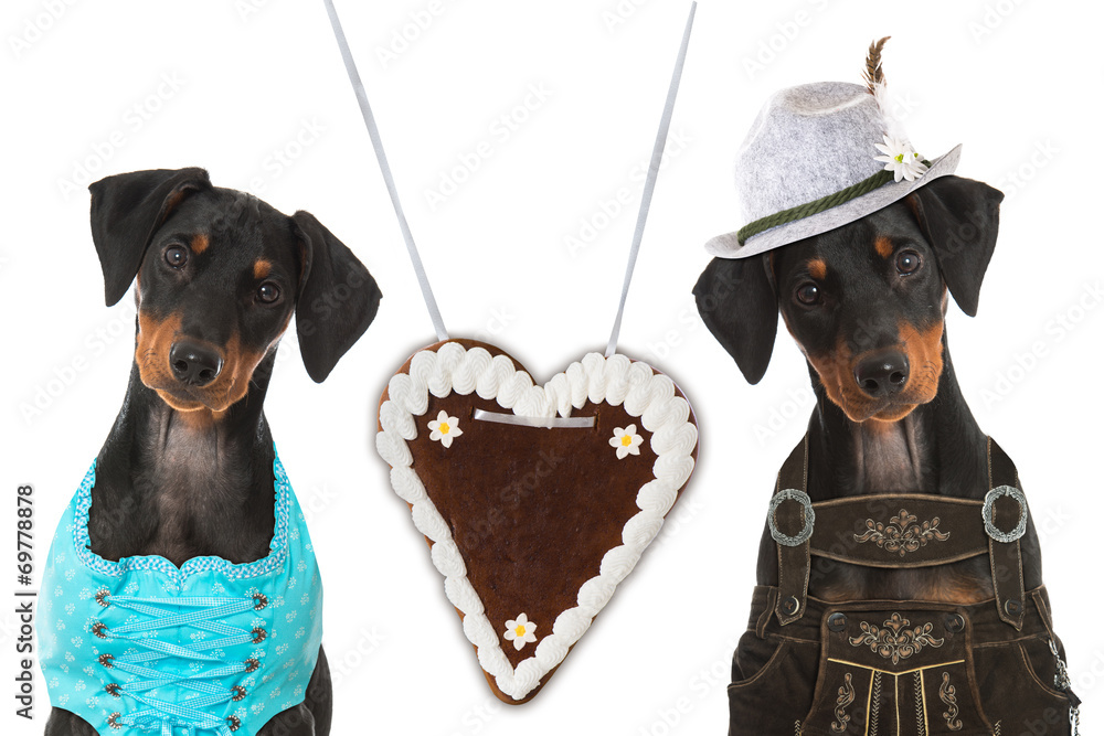 Hunde in Dirndl und Lederhose Stock Photo | Adobe Stock