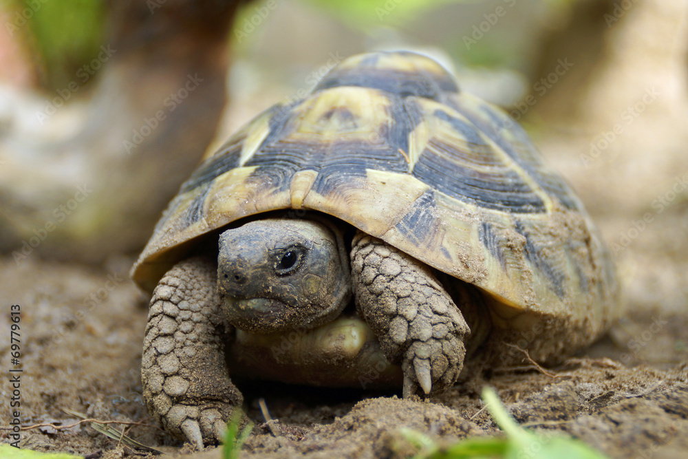 Schildkröte