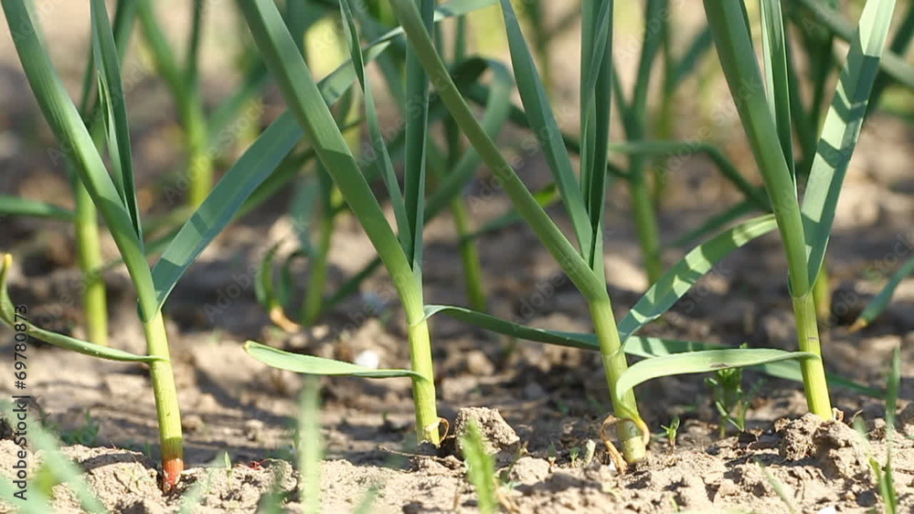 Green garlic plants on the wind Green garlic plants on the wind