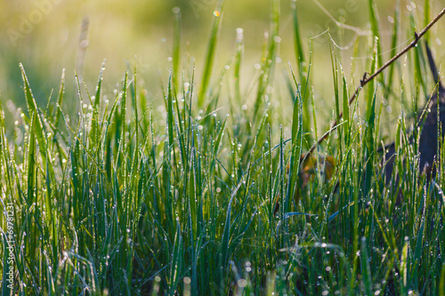  grass with water drops in the early morning