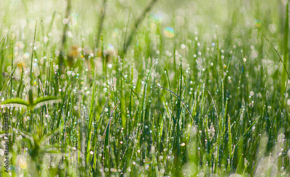 grass with water drops in the early morning grass with water drops in the early morning