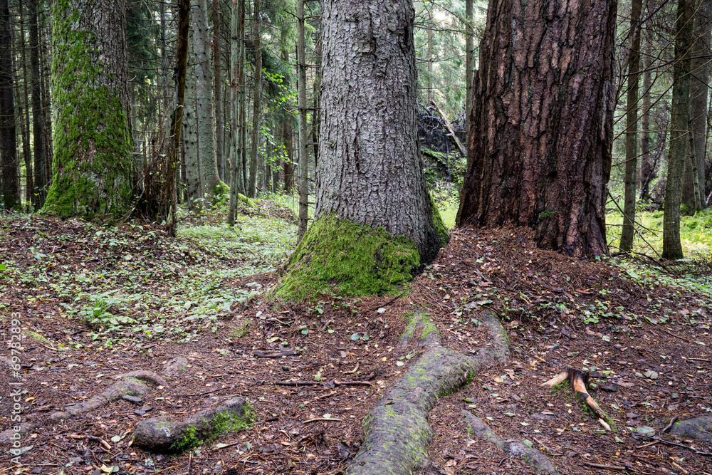 Old forest with moss covered trees and rays of sun Old forest with moss covered trees and rays of sun