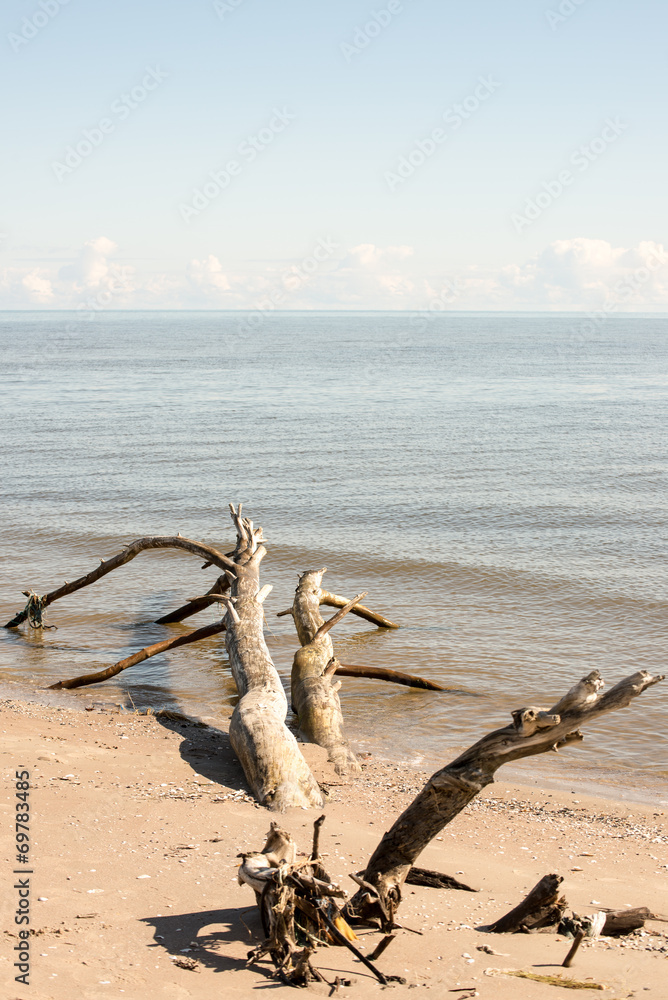 beach skyline with old tree trunks in water