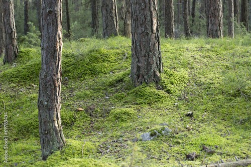 Green forest photo