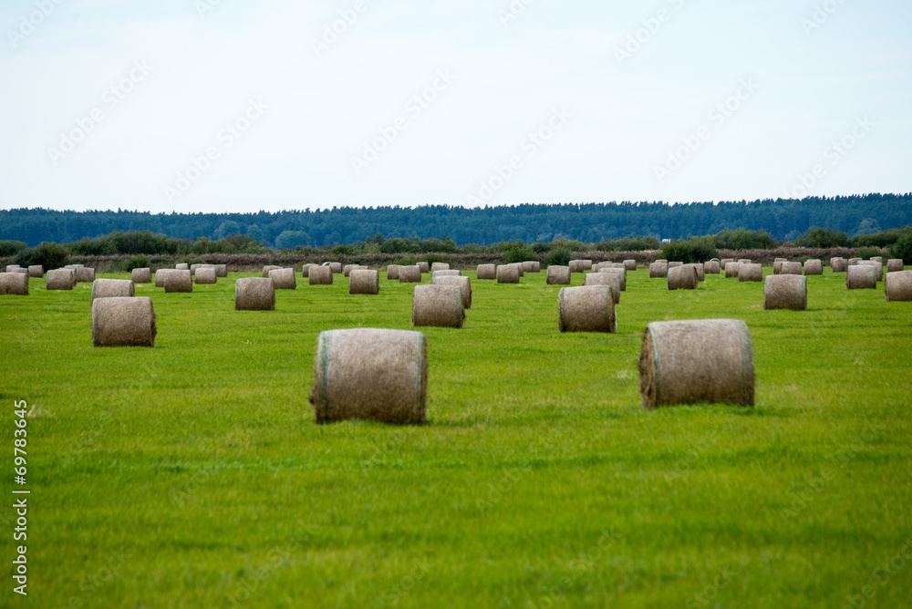 rolls of hay in green field