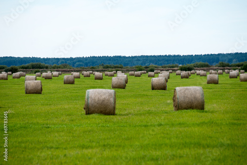 rolls of hay in green field