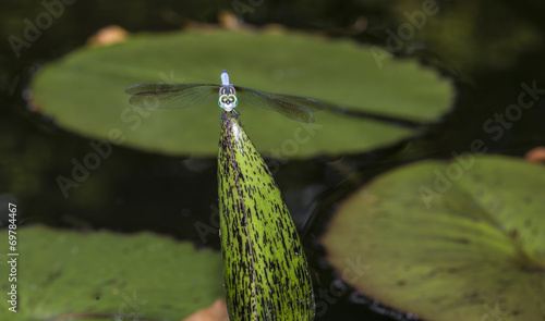 Green Darner or Common Green Darner (Anax junius) photo