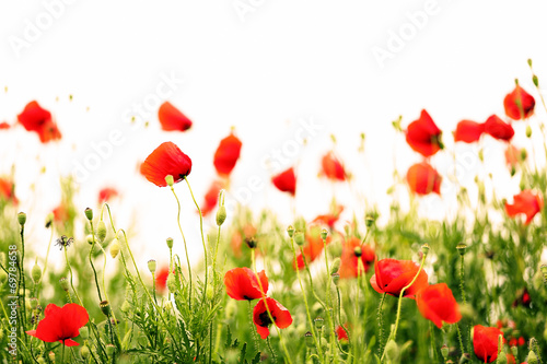 Poppy flowers, outdoors