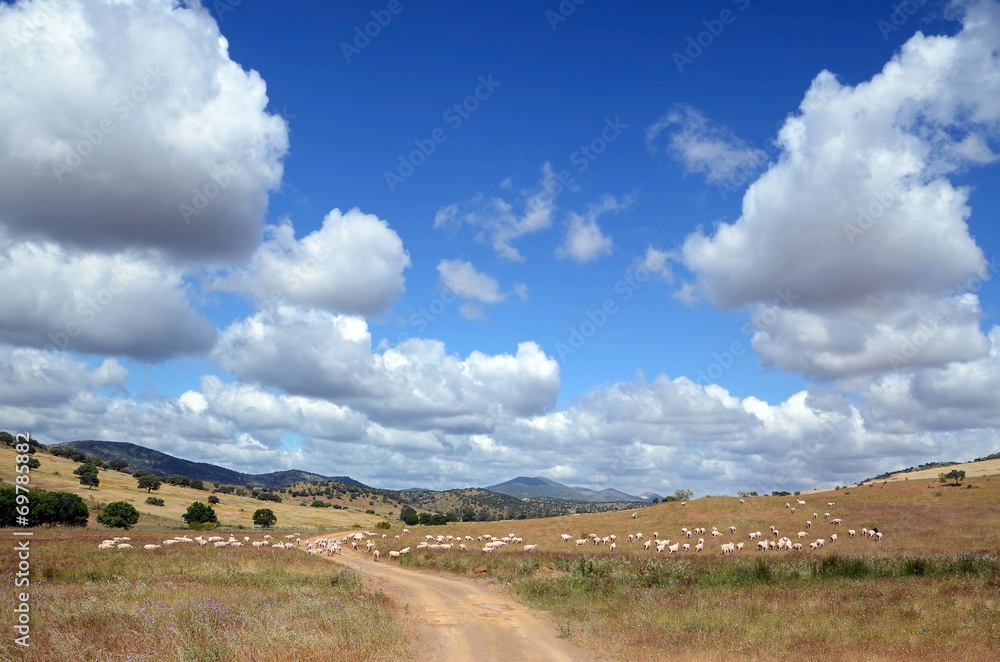 landscape with flock