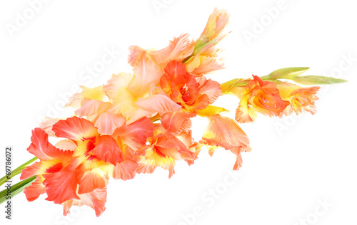 beautiful gladiolus flowers, isolated on white